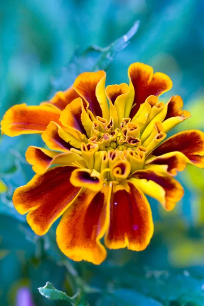 stock image Marigold