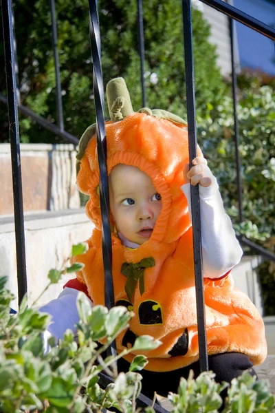 Bebé de calabaza —  Fotos de Stock