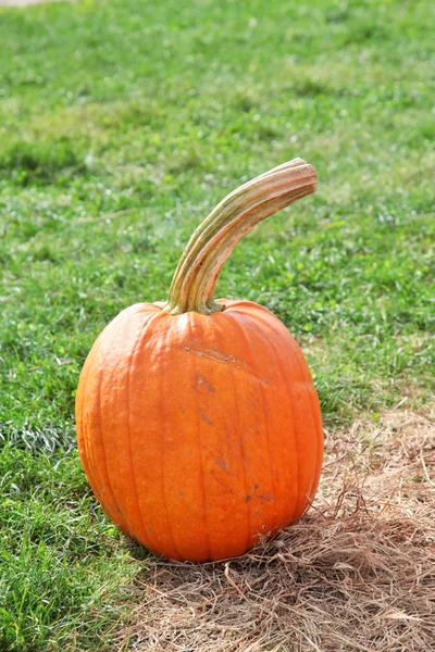 One large pumpkin — Stock Photo, Image
