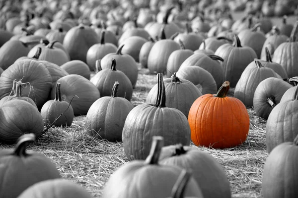 Large pumpkins — Stock Photo, Image