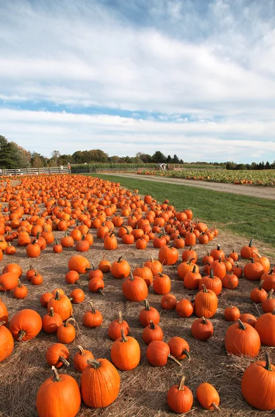 Large pumpkins — Stock Photo, Image