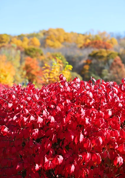 Arbusto vermelho — Fotografia de Stock