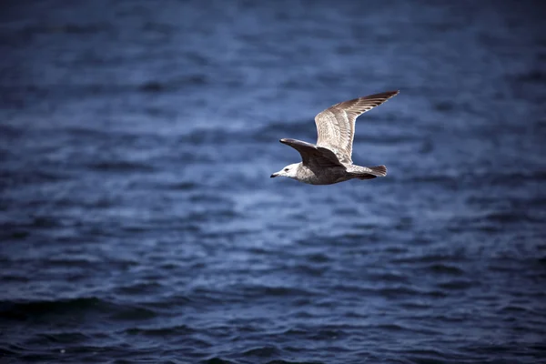 stock image Seagull in flight