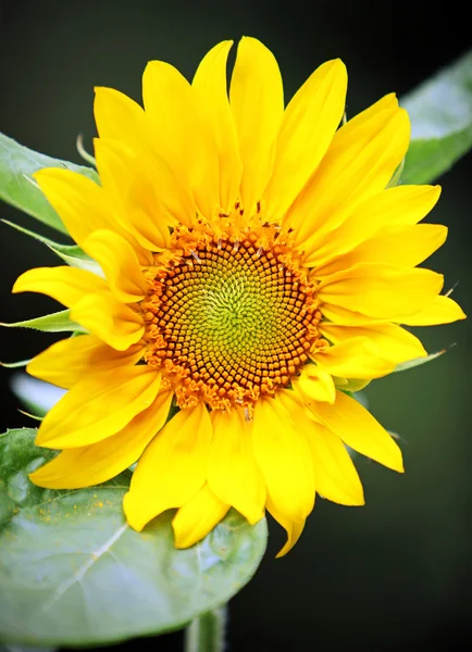 stock image Sunflower