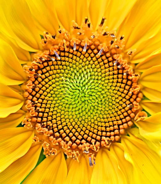 stock image Sunflower