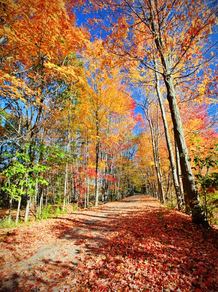 Fall scenic — Stock Photo, Image