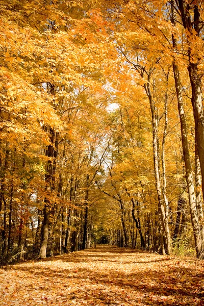 Fall scenic — Stock Photo, Image