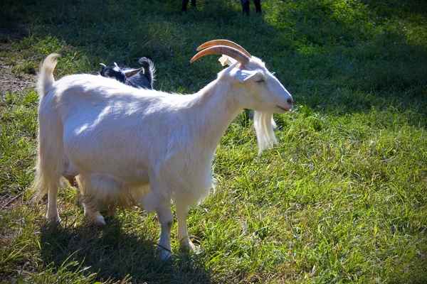 stock image Goat at farm