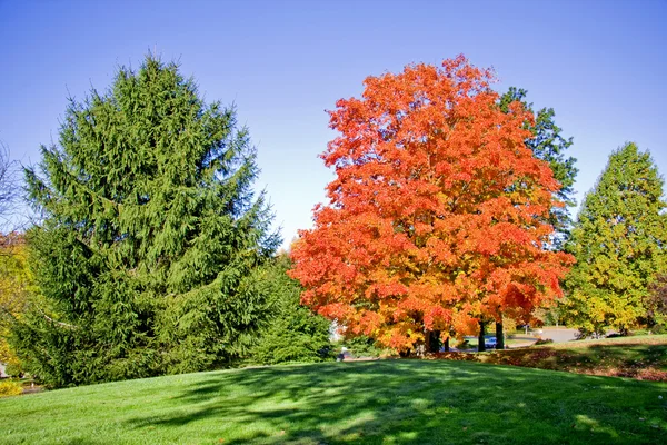 Fall tree — Stock Photo, Image