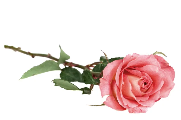 Роза на белом — стоковое фото