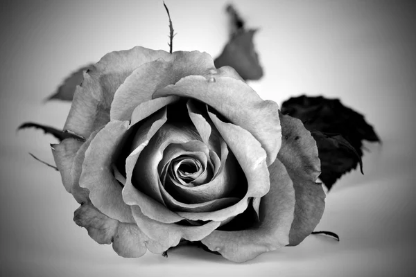 Роза чёрная и белая — стоковое фото