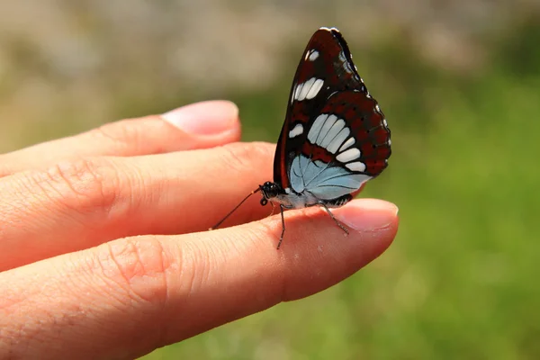 Schmetterling auf der Hand — Stockfoto