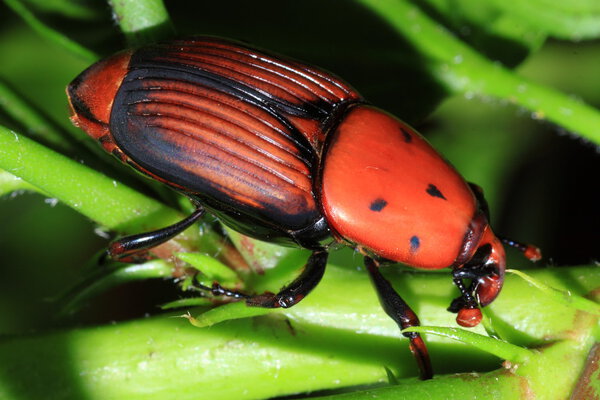 The red palm weevil