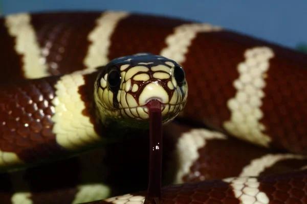 Калифорнийская королевская змея — стоковое фото
