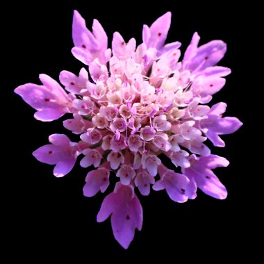 Purple flower on a black background clipart