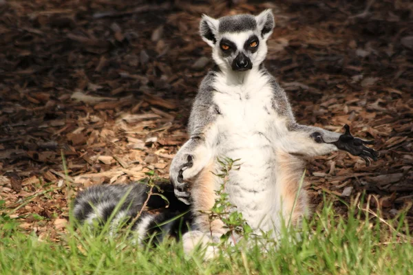 Stojący zasiadac ogoniasty lemur — Zdjęcie stockowe