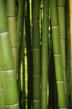 Forest of bamboo clipart