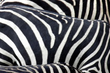 zebra deseni