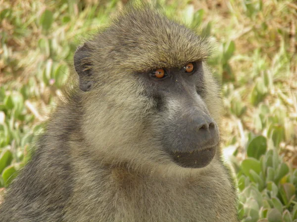 Retrato de babuino — Foto de Stock