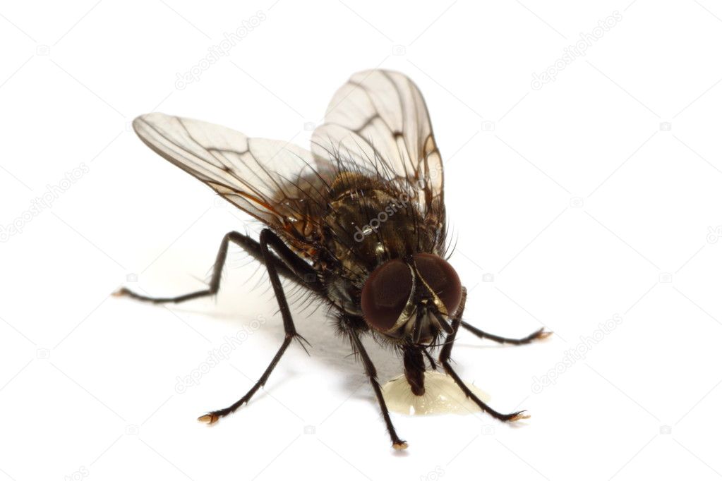 Fly eating honey isolated on white