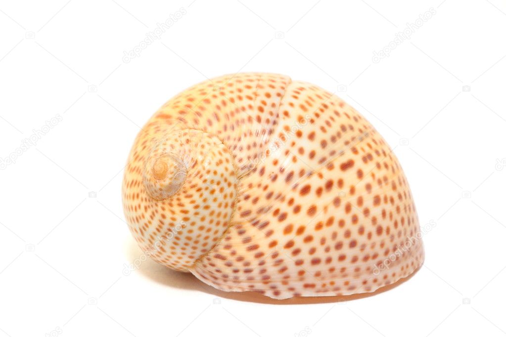 Dotted shell isolated on white