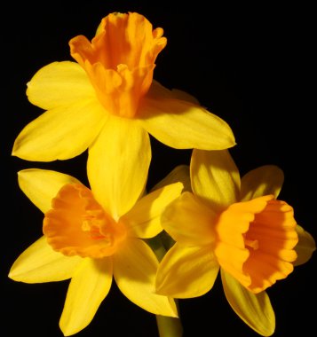 Daffodils isolated on black clipart