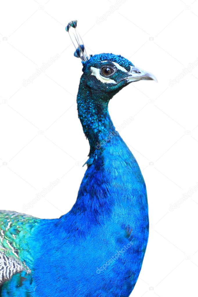 Peacock isolated on white background
