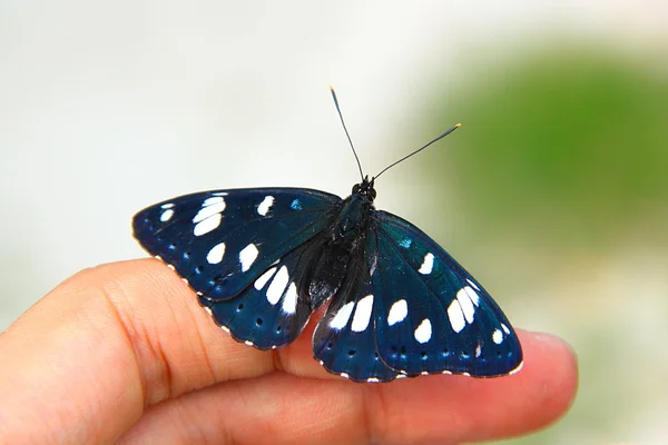 Schmetterling auf der Hand — Stockfoto