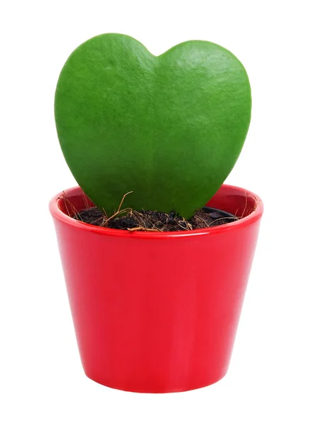Cactus en forma de corazón — Foto de Stock