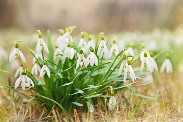 stock image Snowdrops