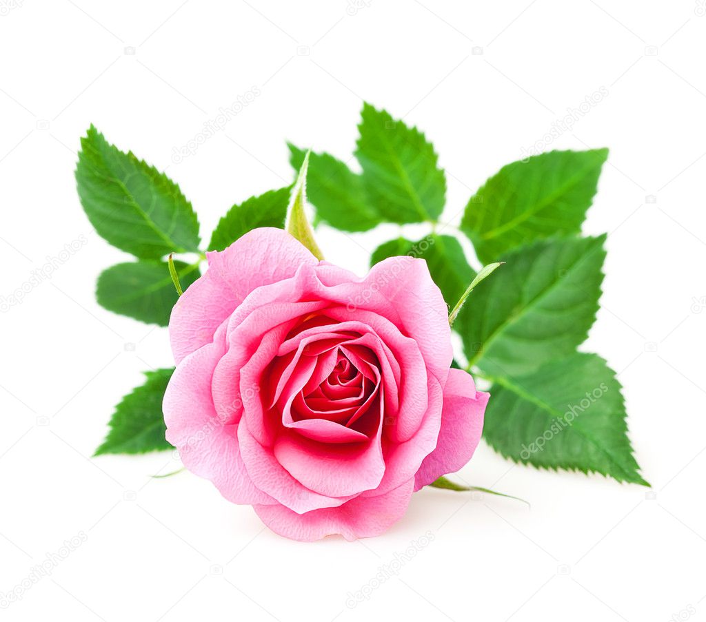 Pink Rose Stock Photo By ©ulchik74 8797588
