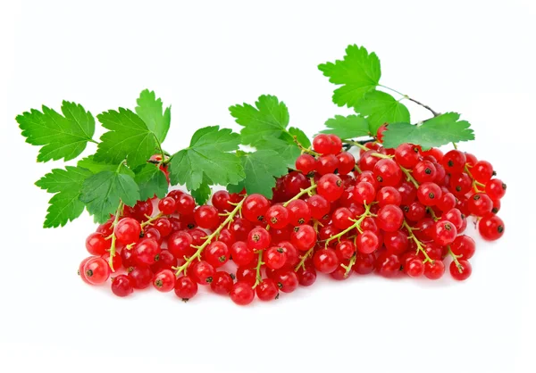 Red currant — Stock Photo, Image