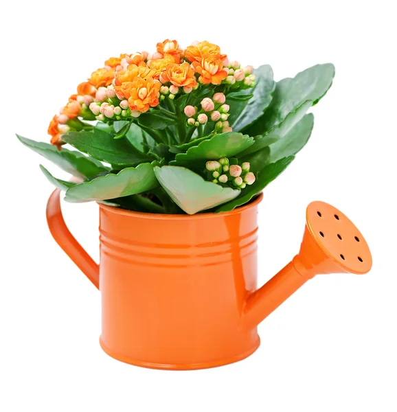 Kalanchoe-Blume — Stockfoto
