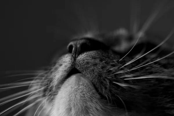 Koty nos — Zdjęcie stockowe