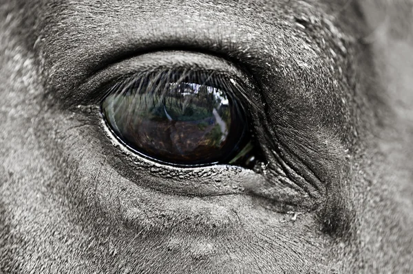 stock image Eye of The Horse