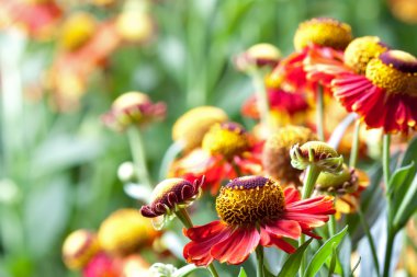 Helenium