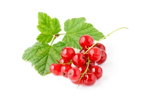 Stock image Red currants