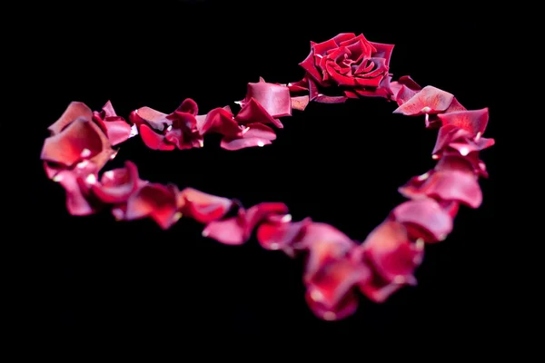 Лепесток розы — стоковое фото