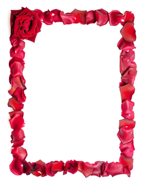 Rose Petal — Stock Photo, Image