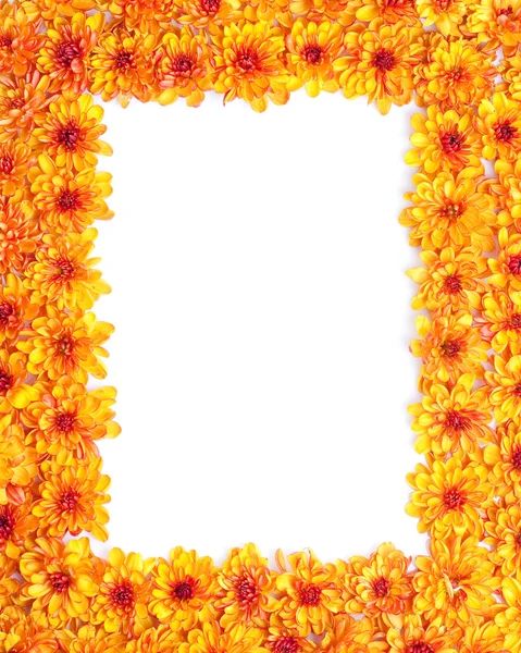 Border of chrysanthemum — Stock Photo, Image