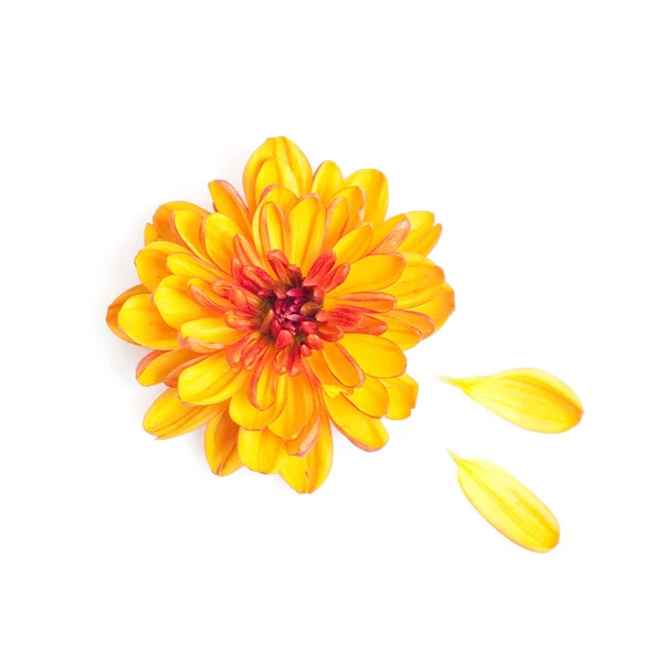 Crizantemă — Fotografie, imagine de stoc