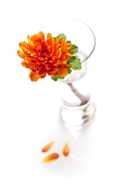 Krizantém-váza — Stock Fotó
