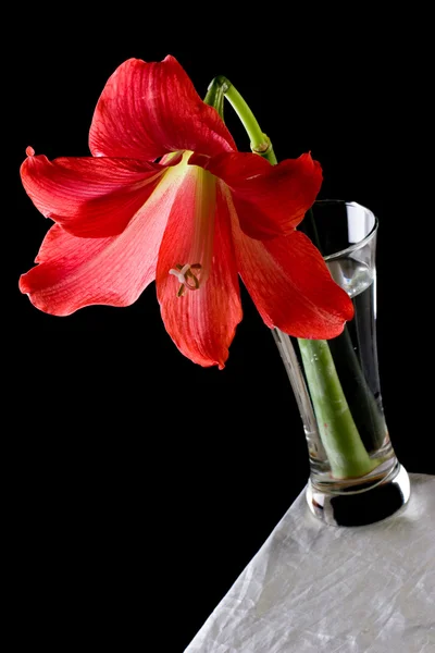 Hippeastrum v váza — Stock fotografie