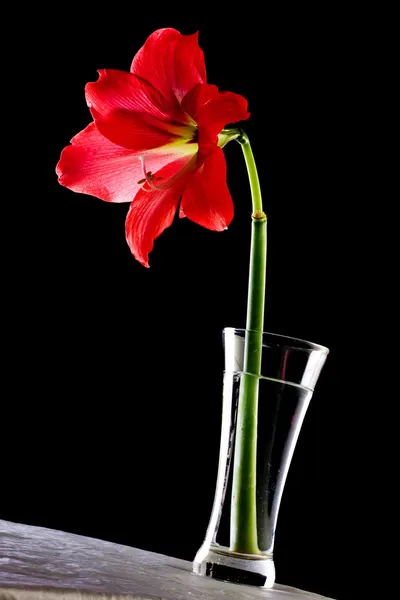 Wstaw kwiaty w wazon — Zdjęcie stockowe