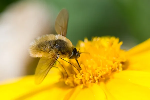 Bee-Fly — Stock fotografie
