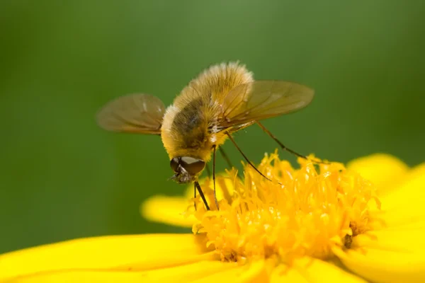 Mosca-abelha — Fotografia de Stock
