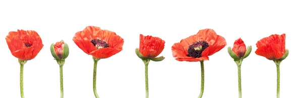 Red Poppies — Stock Photo, Image