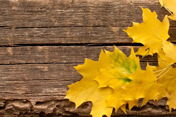 stock image Autumn leaves