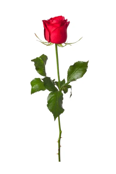 Hermosa rosa roja de primer plano — Foto de Stock
