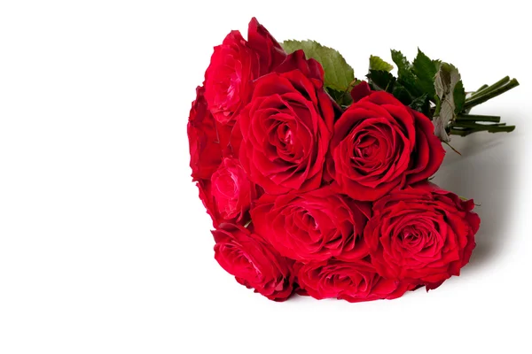 Hermosa rosa roja de primer plano —  Fotos de Stock